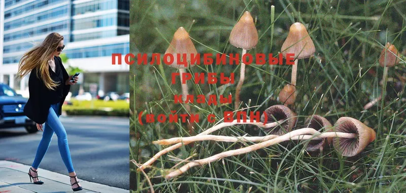 OMG ССЫЛКА  Дятьково  Псилоцибиновые грибы Magic Shrooms  darknet официальный сайт  сколько стоит 